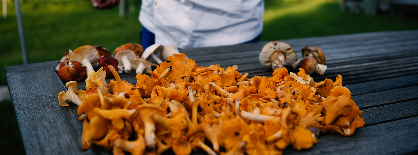 Mushroom Picking with a Professional Chef in Estonia